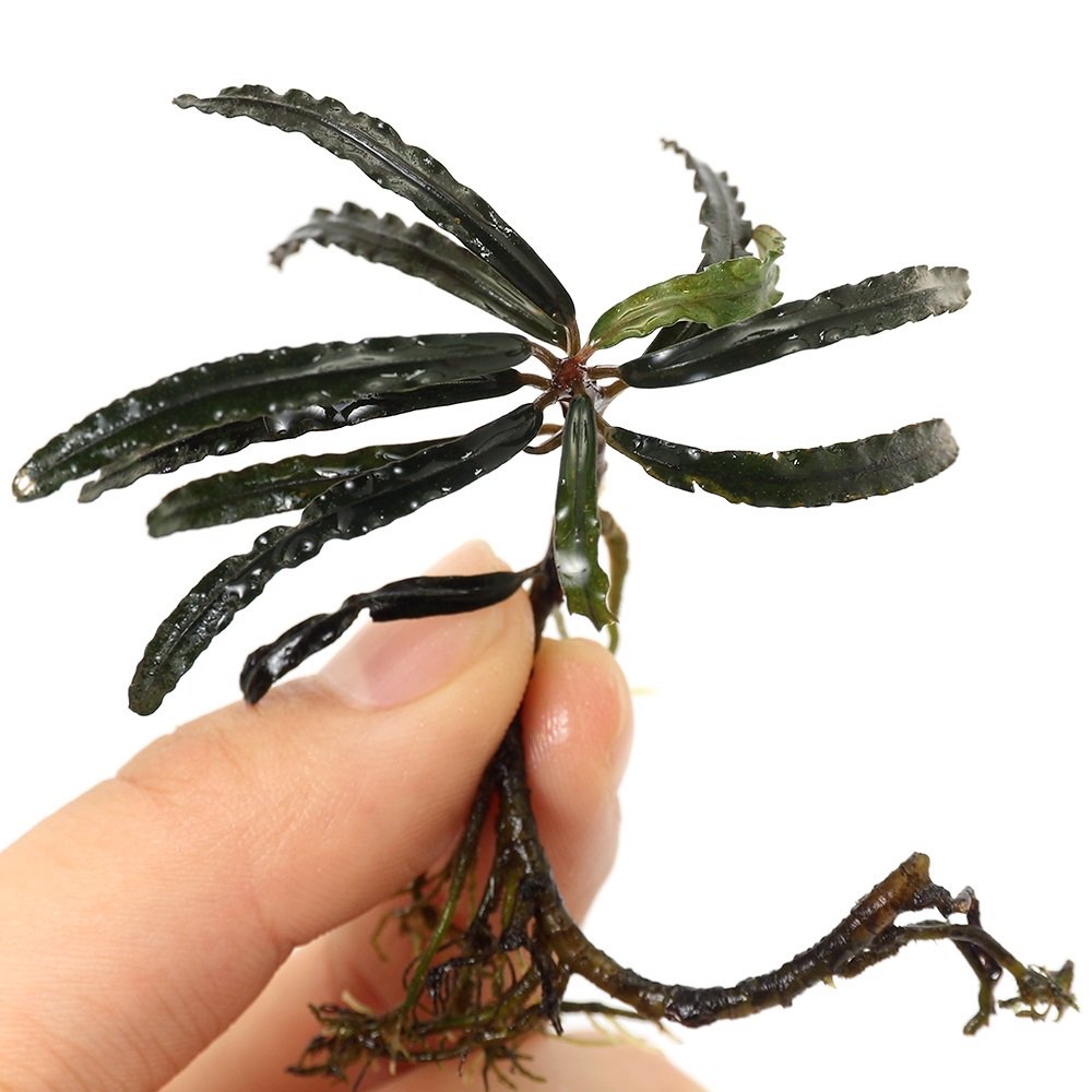 （水草）ブセファランドラｓｐ．ブラックウェーブ（水上葉）（１株）　北海道・九州航空便要保温　ＣＲＣ12―71―20―00―00