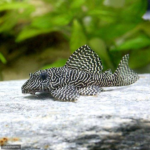 （熱帯魚）クィーンアラベスク・タイガープレコ（ワイルド）（１匹）　北海道航空便要保温　ＣＲＣ13―44―20―00―00