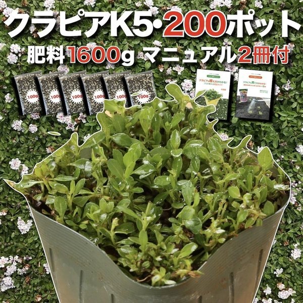 クラピア K5（薄桃） 9cmポット苗 200鉢セット 有機入り一発果菜肥料1600g　植栽マニュアル付き