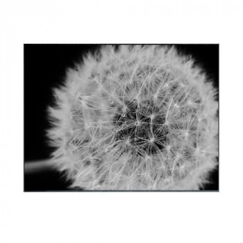 Photography Dandelions アートパネル IAA-53190