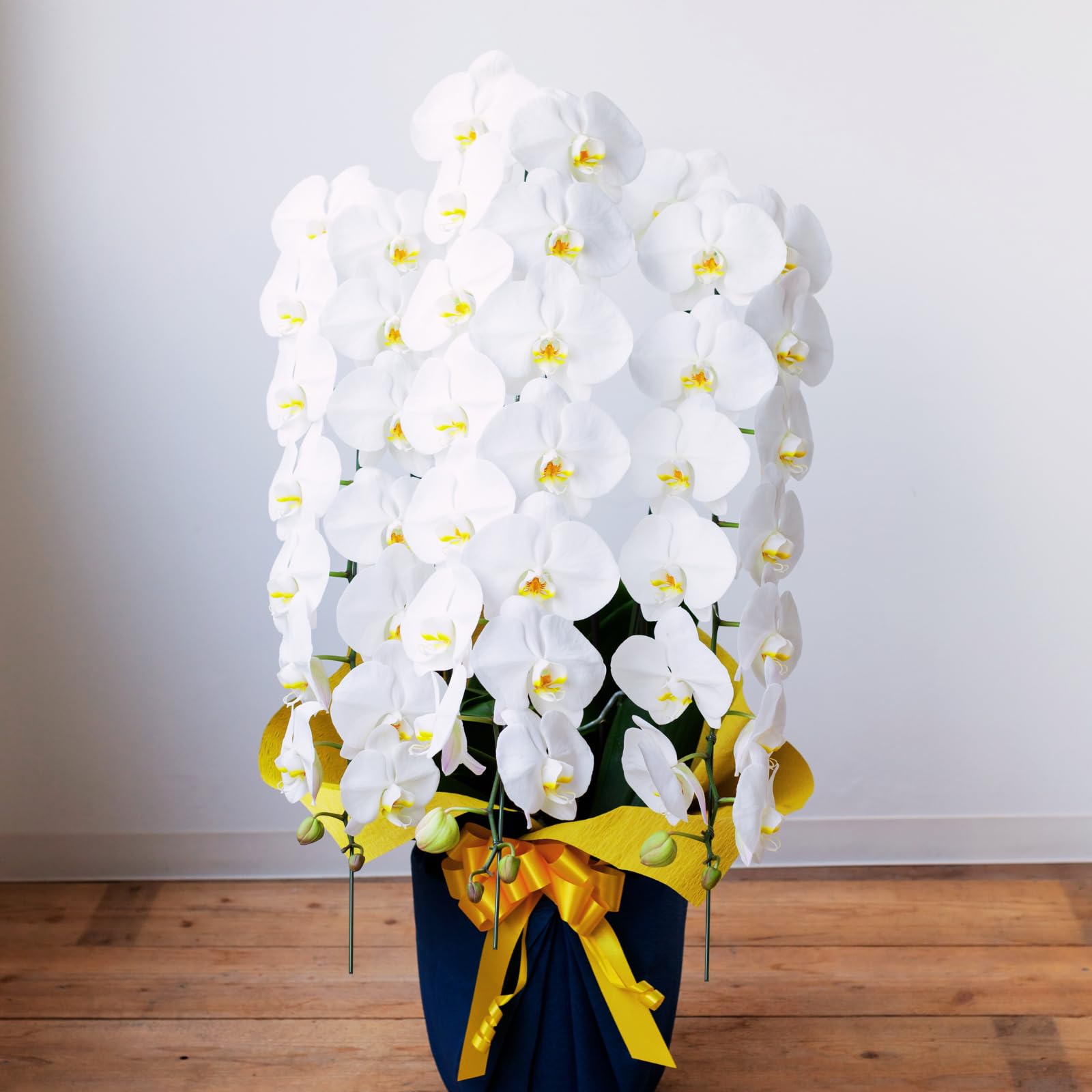 【お花の京花伝 - Floréclat -】 大輪の胡蝶蘭 3本立ち 36輪以上 生花（蕾含む） 札付き 会社関係 個人なギフトにも花数 プレゼント お祝い 開店祝い 就任祝い 移転祝い 当選祝い 新