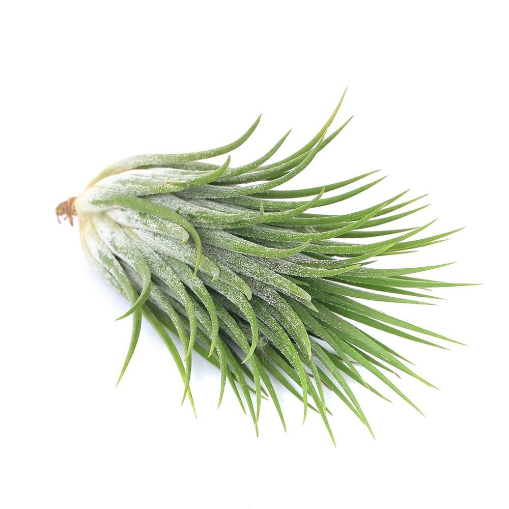 （観葉植物）エアープランツ　チランジア　イオナンタ　ジャイアントフォーム（１株）　ＣＲＣ15―50―10―00―00