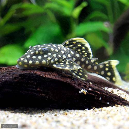 （熱帯魚）オレンジフィン・カイザープレコ（ワイルド）（１匹）　北海道・九州航空便要保温　ＣＲＣ13―44―40―00―00