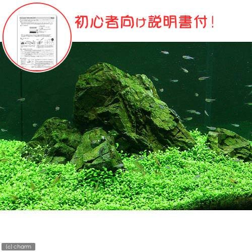 （水草）初心者向け説明書付　グロッソスティグマ（水中葉）（無農薬）（５パック分）　北海道航空便要保温　ＣＲＣ12―30―43―00―00 5,341円