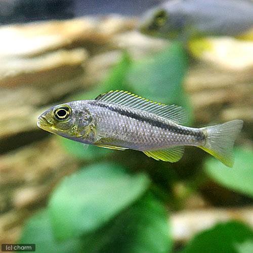 （熱帯魚）ブッコクロミス・ローデシィ（１匹）　北海道・九州航空便要保温　ＣＲＣ13―28―52―00―00
