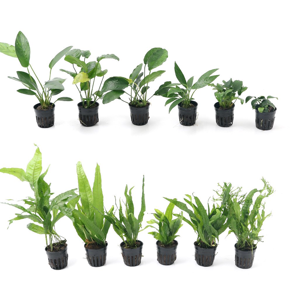 （水草）アヌビアス＆ミクロソリウム　６０ｃｍ水槽レイアウトセット（１２ポット分）　ＣＲＣ12―23―40―00―00