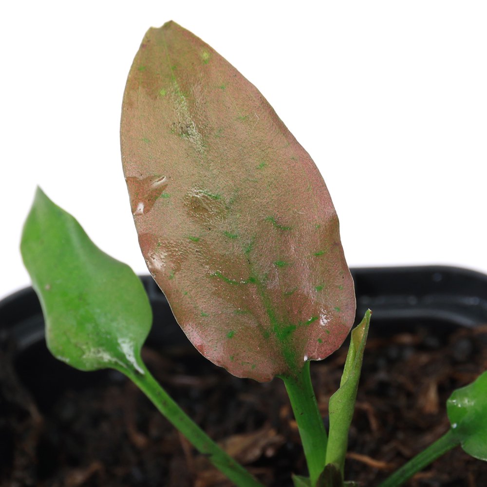 （水草）クリプトコリネｓｐ．ホワイトフラワー　Ｓｇ　Ｋａｌｉｍａｎｔａｎ産（水上葉）（１ポット）　ＣＲＣ12―72―40―00―00