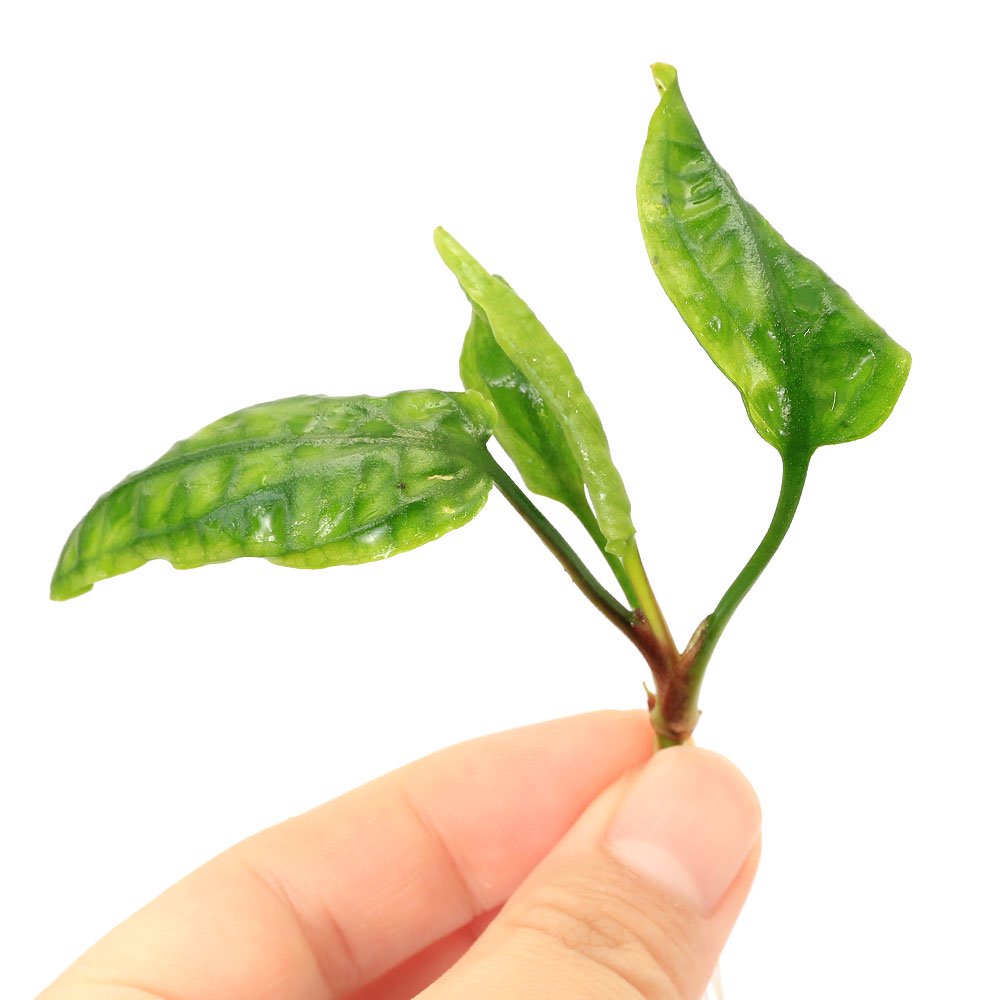 （水草）クリプトコリネ　ミニマ　Ａｔｊｅ　Ｔａｋｅｎｇｏｎ　Ａｃｅｈ産（水上葉）（１株）　ＣＲＣ12―72―40―00―00