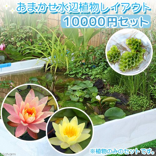 （ビオトープ）（水草）おまかせ水辺植物レイアウトセット（スイレン付）　１００００円セット　本州四国限定　お一人様１点限り　ＣＲＣ15―10―40―10―20