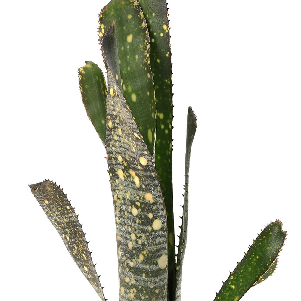 （観葉植物）ビルベルギア　’ノベナ’　タイ産　２号（１株）タンクブロメリア　ＣＲＣ15―30―20―22―00