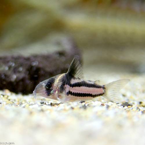 （熱帯魚）コリドラス・スーパーパラレルス（国産ブリード）（１匹）　北海道航空便要保温　ＣＲＣ13―36―20―00―00