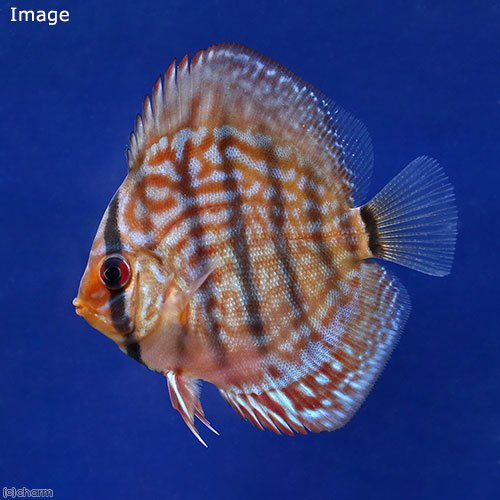 （熱帯魚）ジャーマンレッドターコイズ・ディスカス（Ｓサイズ）（１匹）　北海道・九州航空便要保温　ＣＲＣ13―31―10―00―00