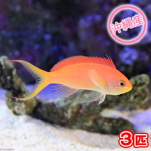 （海水魚）沖縄産　アカネハナゴイ　Ｍサイズ（３匹）　北海道・九州航空便要保温　ＣＲＣ26―30―20―00―00