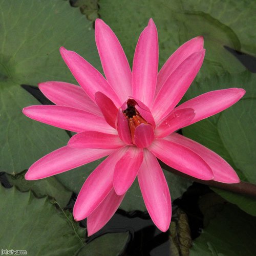 （ビオトープ）睡蓮　熱帯性睡蓮（スイレン）夜咲き（桃）　ミセス　ジョージ　Ｃ．ヒッチコック（１ポット）　ＣＲＣ15―10―23―55―00