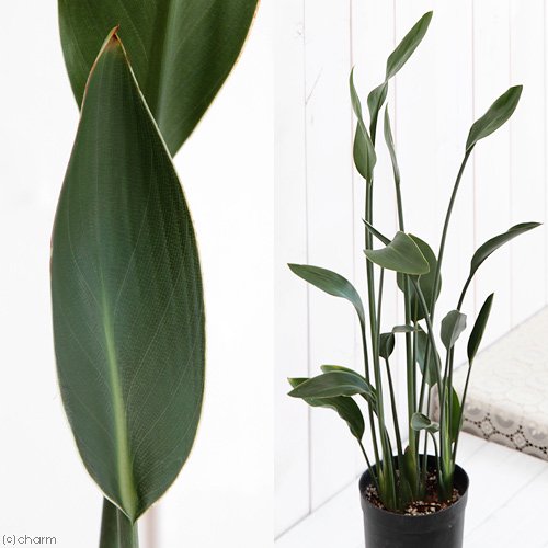 （観葉植物）ストレリチア　ユンケア（ノンリーフ）　３．５号トールポット（１鉢）　ＣＲＣ15―30―10―10―00 5,482円