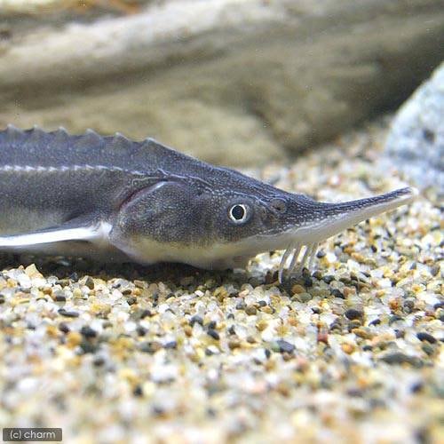 （淡水魚）コチョウザメ（１匹）　ＣＲＣ13―56―90―00―00