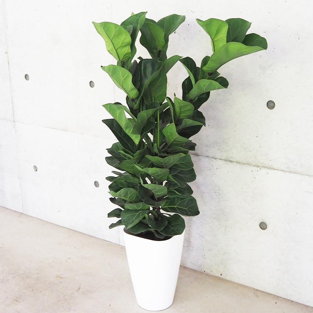 カシワバゴムバンビーノ 8号鉢【品種で選べる観葉植物リビングやオフィス向けサイズ/1個売り】学名：Ficus lyrata Bambino/クワ科フィカス属 非耐寒性常緑/原産地：熱帯アフリカなど