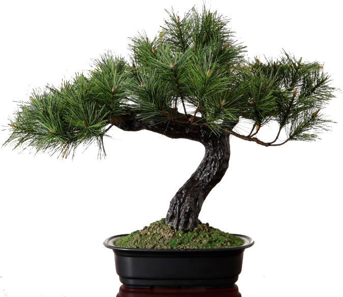 アレンジ盆栽　富士の松人工観葉植物　光触媒加工　脱臭　抗菌その他