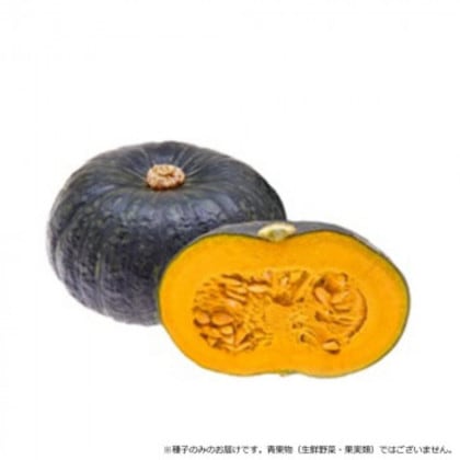 小林種苗 カボチャ種子 金蔵 8142 500粒