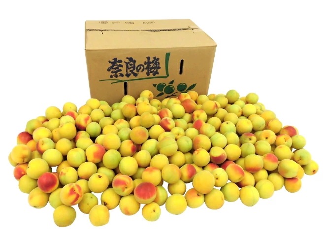 =梅= 訳あり 約10kg 産地厳選 品種/熟度おまかせ 大きさおまかせ 予約 5月末以降