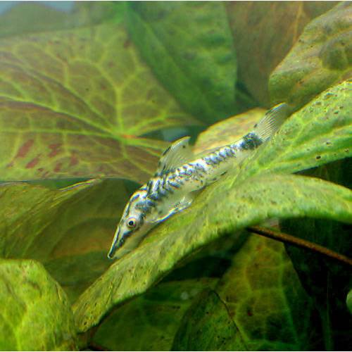 （熱帯魚）バンパイア・オトシン（１匹）　北海道航空便要保温　ＣＲＣ13―40―10―00―00