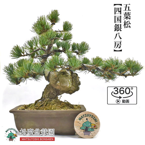 八房五葉松瑞祥大品（引取限定) - 植物/観葉植物