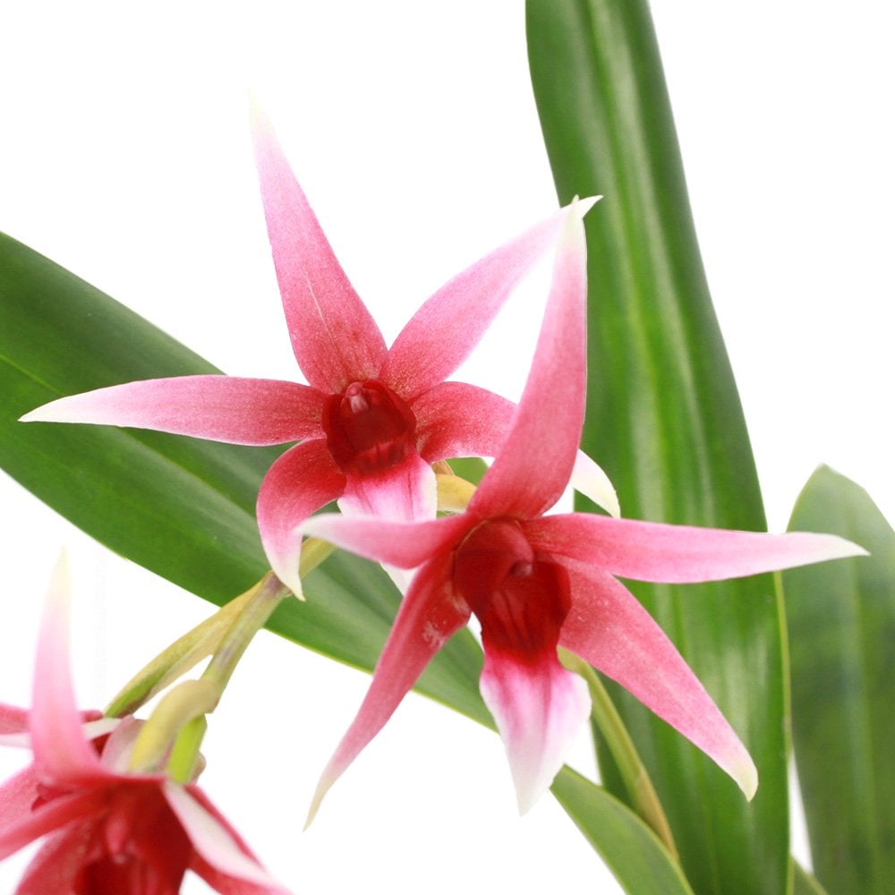 （観葉植物）洋ラン　デンドロビウム　トリチェリアナム　２．５ー３号（１ポット）　ＣＲＣ15―63―10―00―00