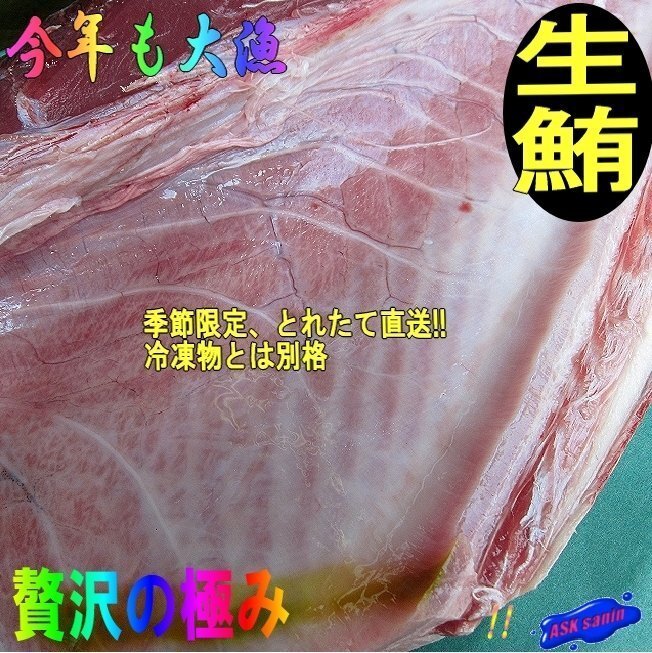 生まぐろ「腹上3-5kg」大トロたっぷり天然物（不定貫につき差額発生します) 山陰境港産（予約販売）