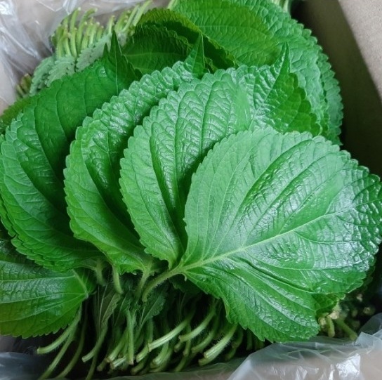 冷蔵エゴマの葉１BOXｘ約1000枚/千葉産 /韓国食品韓国料理/韓国食材/韓国野菜/江胡麻の/えご