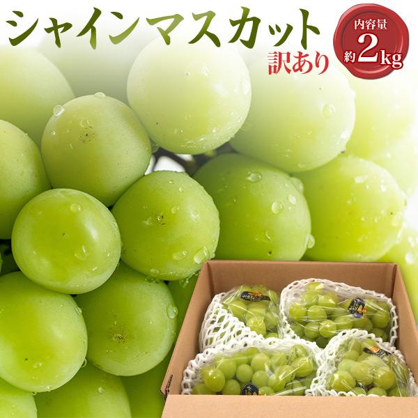 訳あり 国産 シャインマスカット 詰め合わせ 約2kg (3～6房) 家庭用 高糖度 高級 果物 フルーツ マスカット ぶどう 葡萄 アウトレット 箱買い クール便