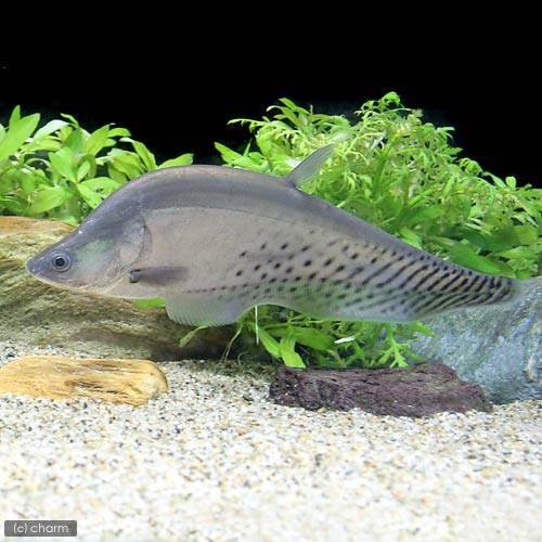 （熱帯魚）ロイヤル・ナイフフィッシュ（１匹）　北海道・九州航空便要保温　ＣＲＣ13―56―90―00―00