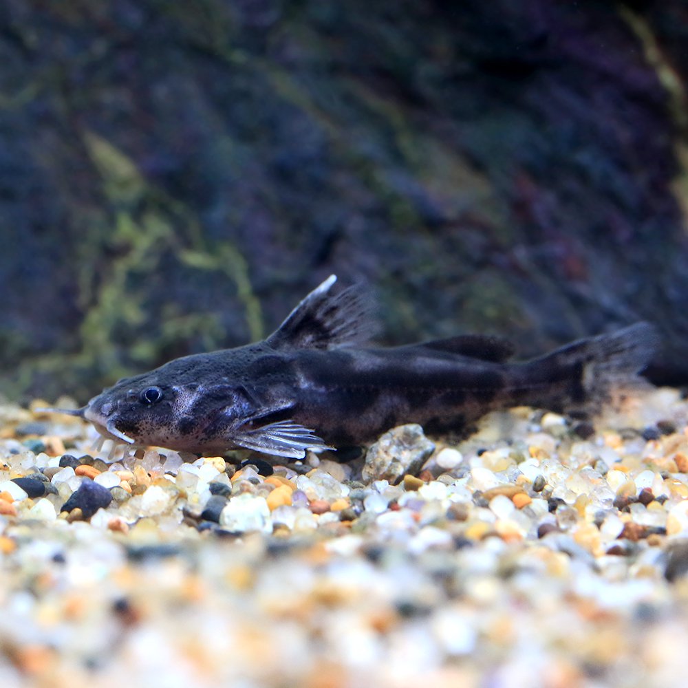 （熱帯魚）キボシドットカイザードラス（ブリード）（１匹）　北海道・九州航空便要保温　ＣＲＣ13―46―00―00―00