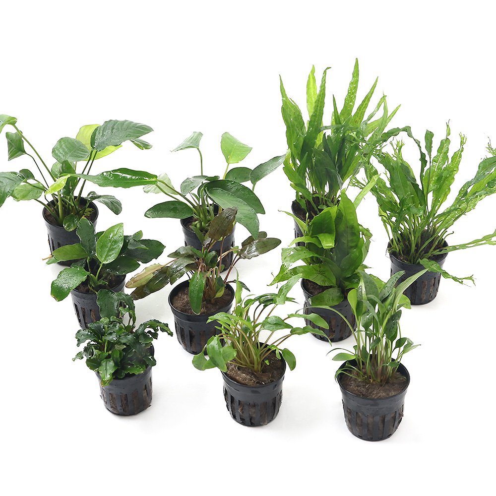 （水草）人気の水草　１０種セット　アヌビアス３種クリプト３種ミクロ３種ブセ１種（水上葉）（１セット）　ＣＲＣ12―72―20―00―00