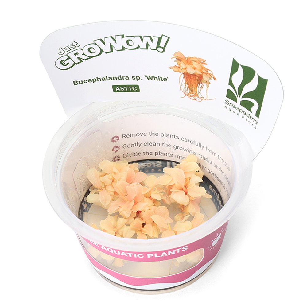 （水草）組織培養ＧＲＯＷＯＷ！　ブセファランドラｓｐ．ホワイト（無農薬）（１カップ）　A51　TC　ＣＲＣ12―50―40―00―00
