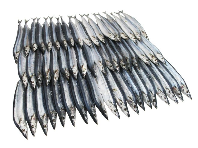 2025年新物！北海道産 =塩さんま=55-70尾前後 約7.5kg サンマ 秋刀魚 予約 入荷次第発送