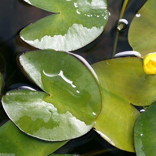 （ビオトープ）水生植物　河骨　中国産ヒメコウホネ（１ポット）　ＣＲＣ12―74―50―00―00 5,030円