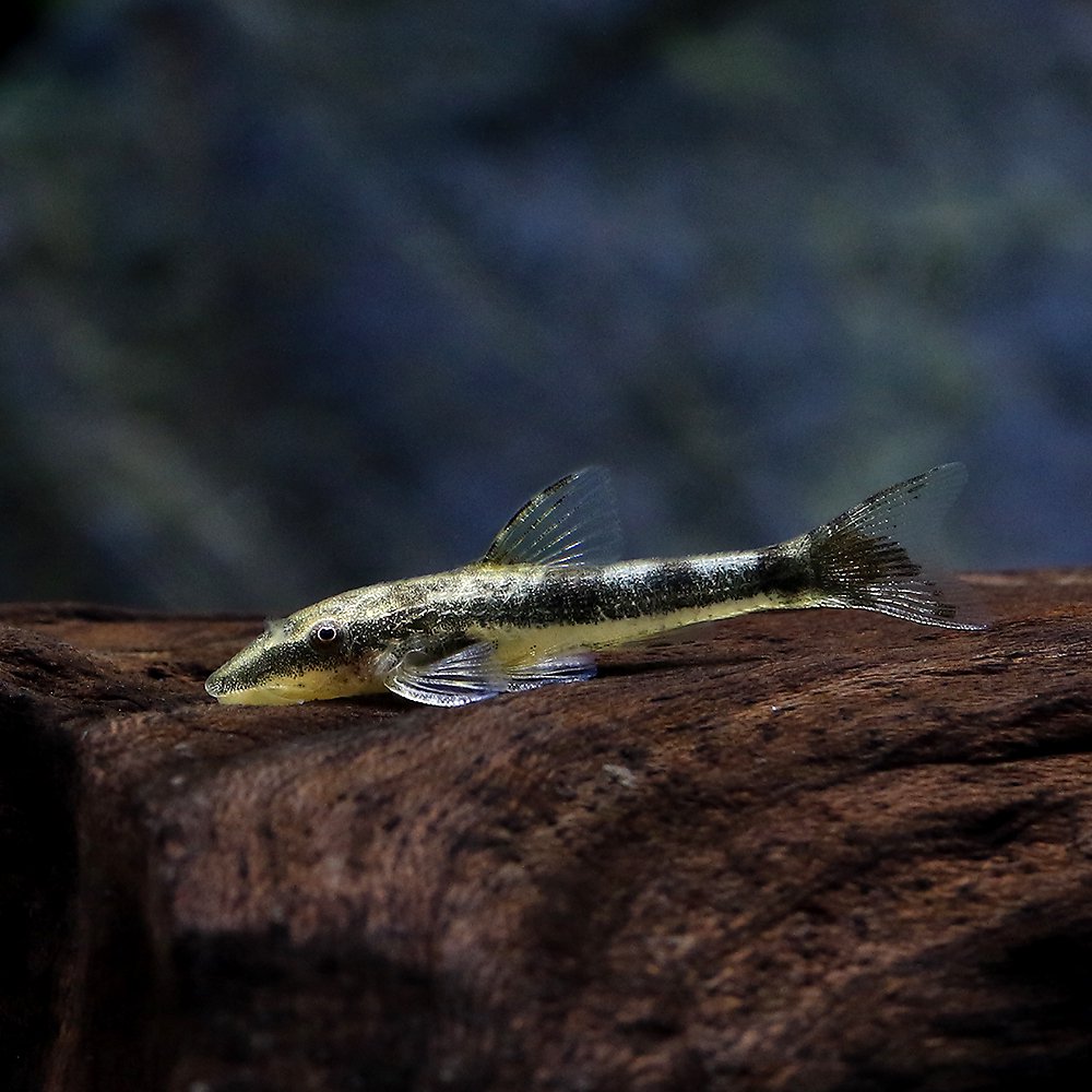 （熱帯魚）タイガージェットオトシン　タパジョス（１匹）　北海道・九州航空便要保温　ＣＲＣ13―40―10―00―00