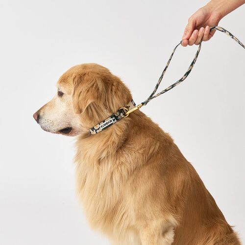 ペットリード SET商品 CAPRI WATERPROOF COLLAR+LEASH_BIG FISH 犬用ハーネス ペット用品 犬用 ドッググッズ