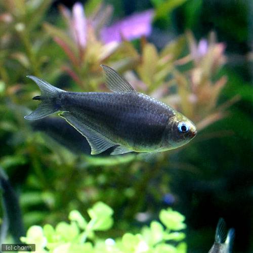 （熱帯魚）ブラックエンペラー・テトラ（３０匹）　北海道航空便要保温　ＣＲＣ13―20―10―25―00