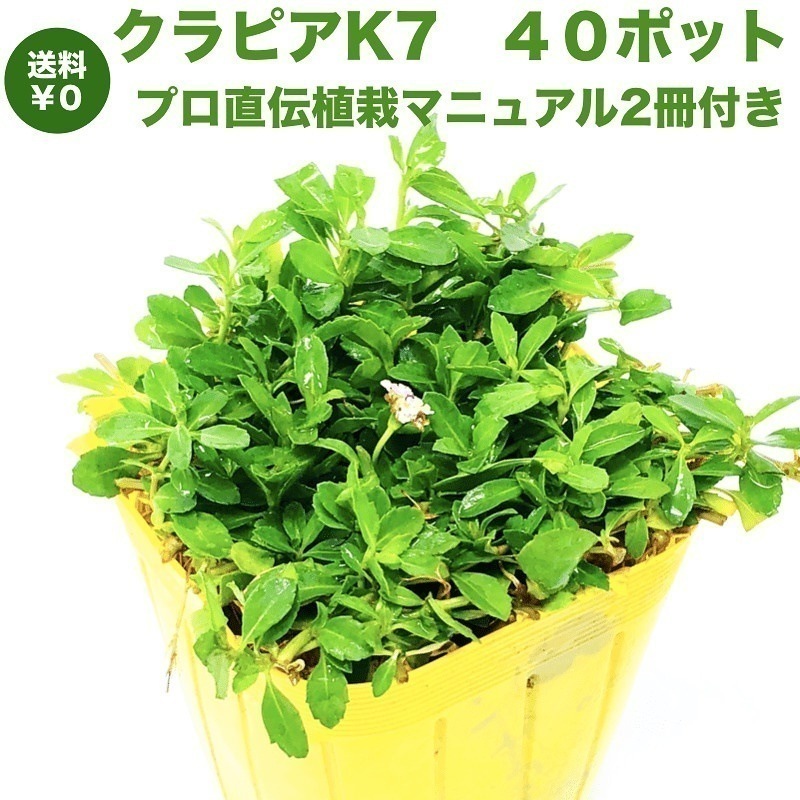 クラピア K7 (白) 9cmポット苗 40鉢セット 完全植栽マニュアル付 雑草対策 グランドカバー