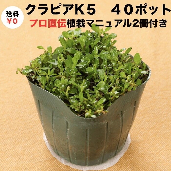 クラピア K5 (薄桃) 9cmポット苗 40鉢セット 完全植栽マニュアル付き