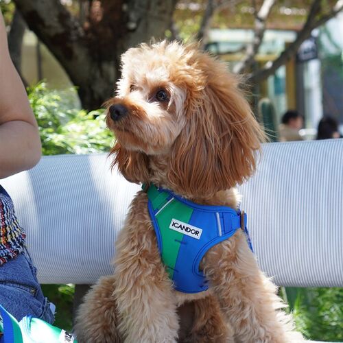 ペットリード SET商品 SNUGGLE HARNESS+GENTLE LEASH_FOREST 犬用ハーネス ペット用品 犬用 ドッググッズ