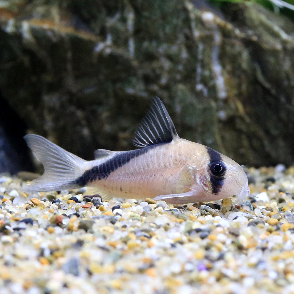 （熱帯魚）コリドラス・ショートノーズデビッドサンジィ　ペルー（ワイルド）（１匹）　北海道・九州航空便要保温　ＣＲＣ13―36―20―00―00