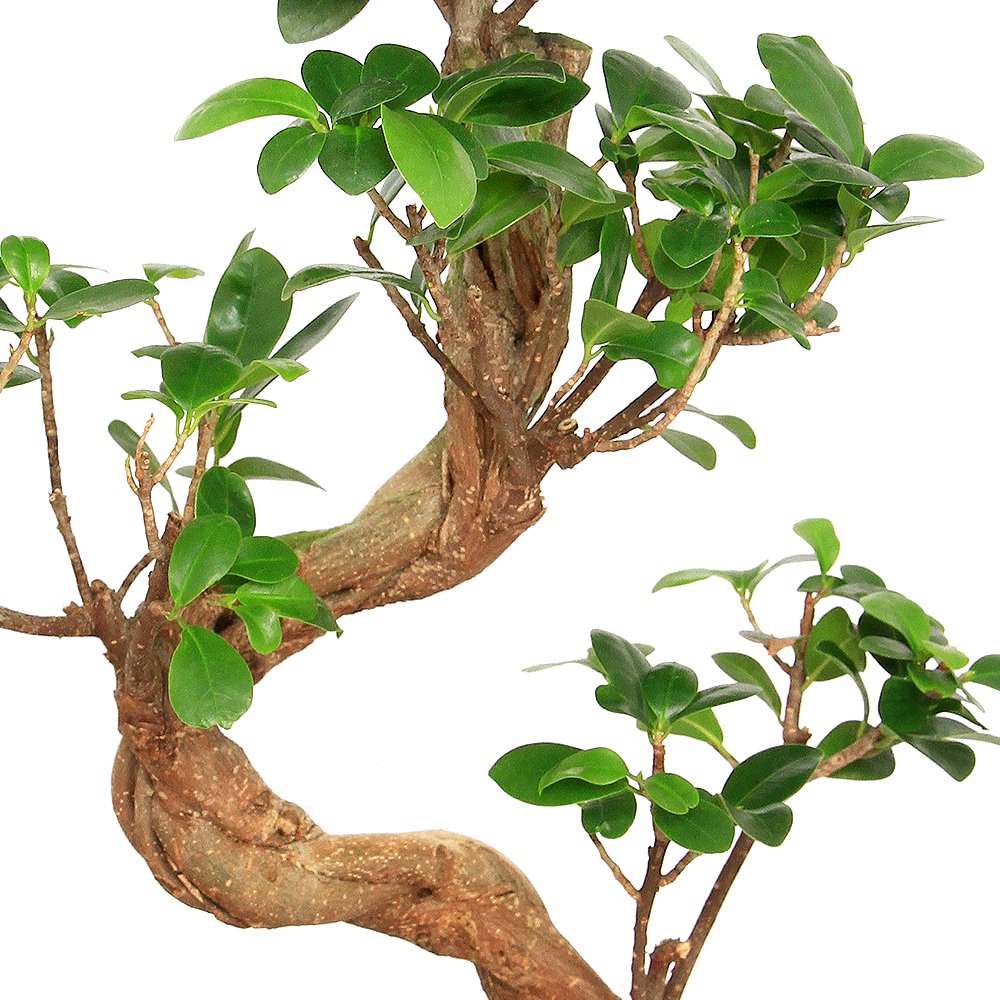 （観葉植物）大型　インテリア　ガジュマル　曲がり　８号（１鉢）　ＣＲＣ15―30―10―35―00