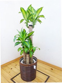 花言葉は幸福！！ ドラセナ・マッサンゲアナ（幸福の木） 110cm前後（8号プラ鉢）【鉢カバー別売り】