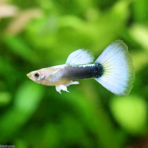 （熱帯魚）ドイツイエロータキシード・グッピー（国産グッピー）（３ペア）　北海道航空便要保温　ＣＲＣ13―12―32―00―00