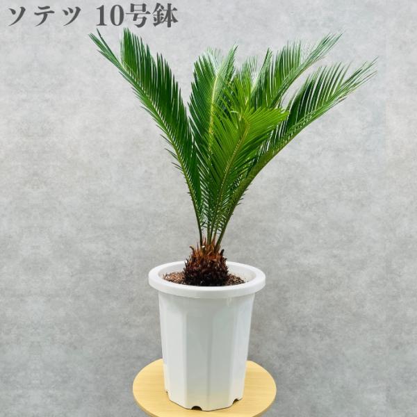 現品 観葉植物 ソテツ 蘇鉄 10号鉢苗 大型種類 庭木 風水 地植え おしゃれな室内インテリア 初心者におすすめ 和風 南国 耐陰性