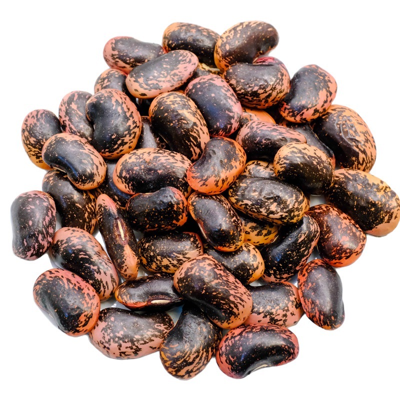 高原花豆　豆　2022年度産　約800g　長野県川上村産