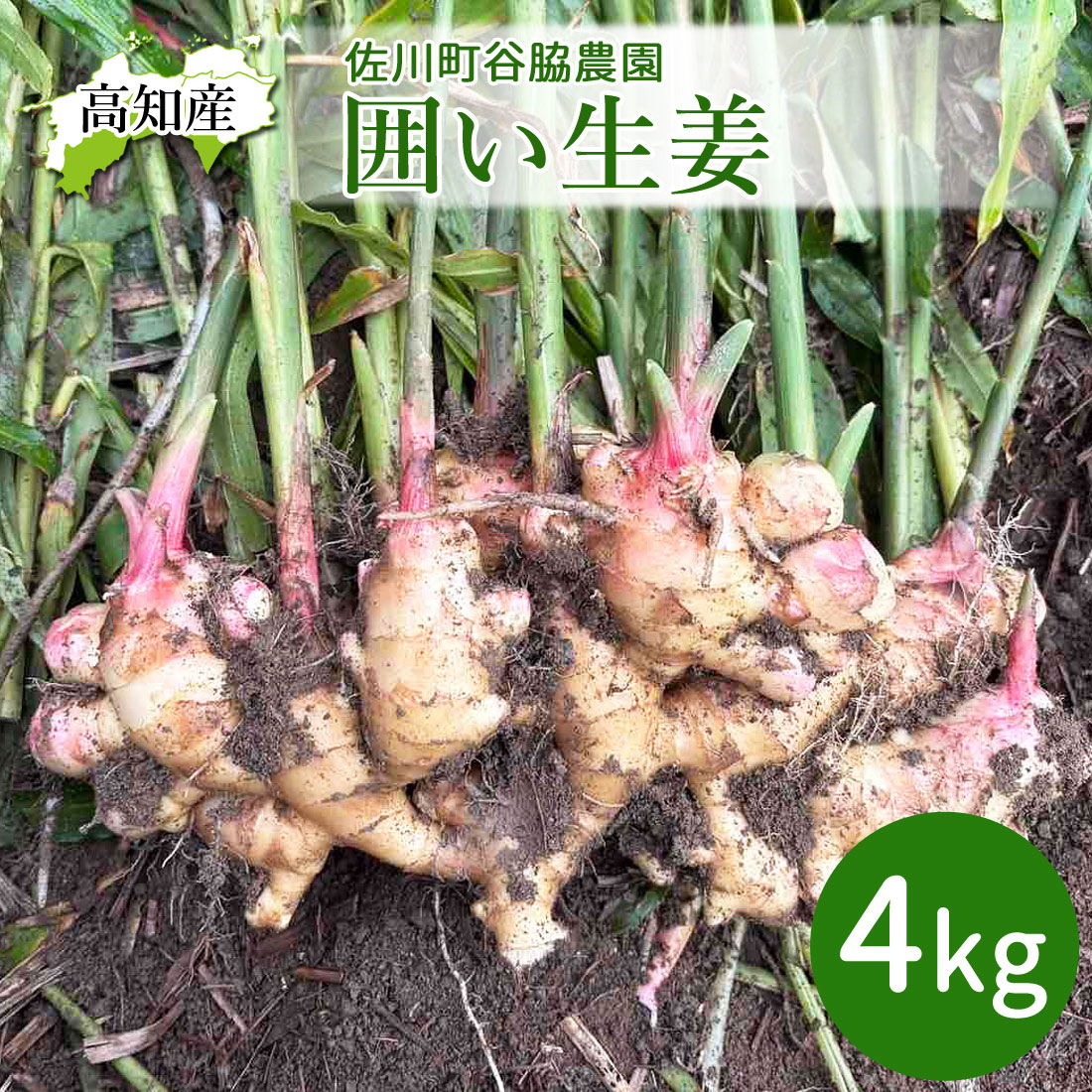 生姜 高知県産 国産 しょうが 4kg 農家直送 谷脇農園 高知産 ショウガ 4キロ 囲生姜 高知生姜 囲い生姜 洗い生姜 薬味 佃煮 しょうが湯 自宅用 業務用 ヤマト発送