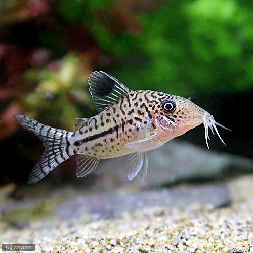 （熱帯魚）コリドラス・レオパルダス　ペルー（ワイルド）（３匹）　北海道・九州航空便要保温　ＣＲＣ13―36―50―00―00 6,490円